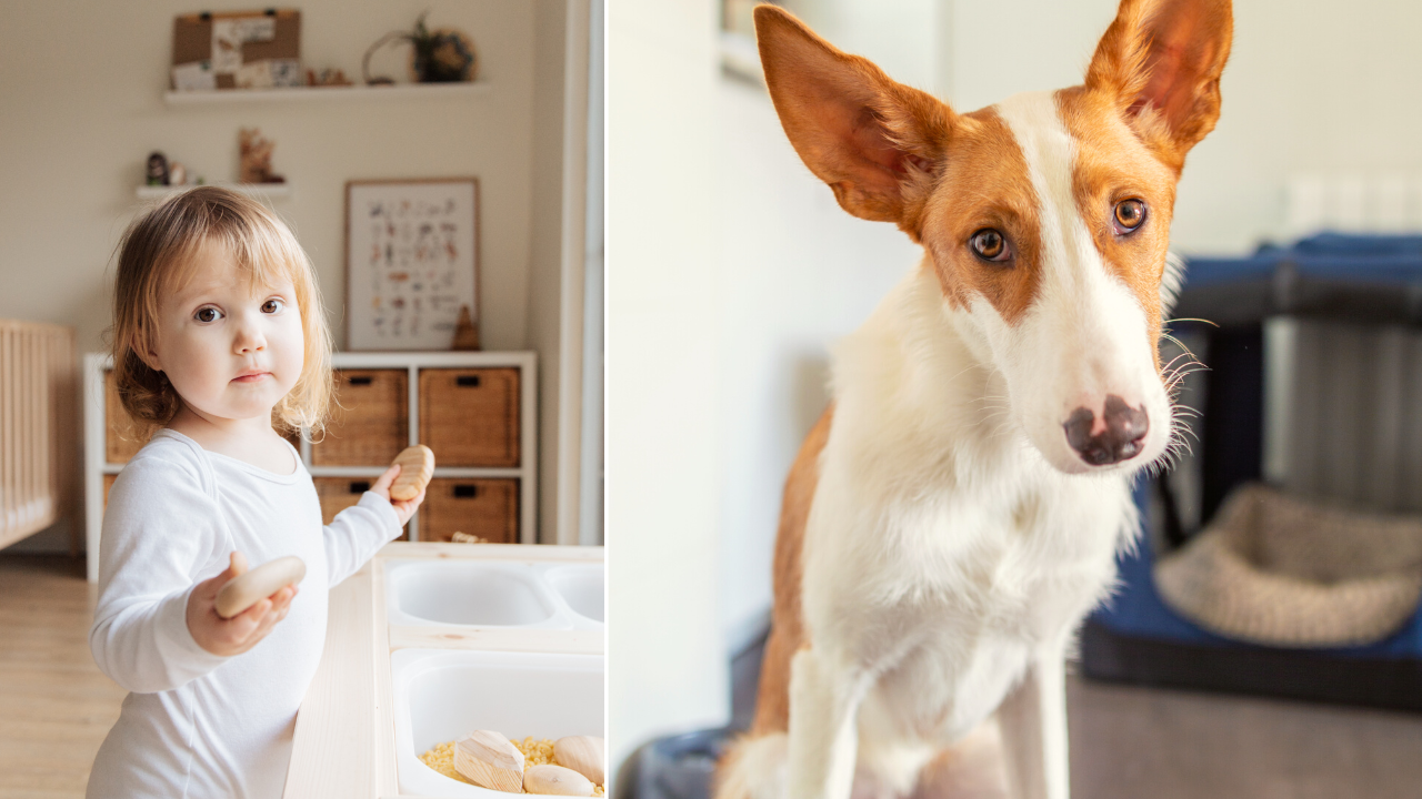 What To Do When Your Child Hits or Kicks Your Dog